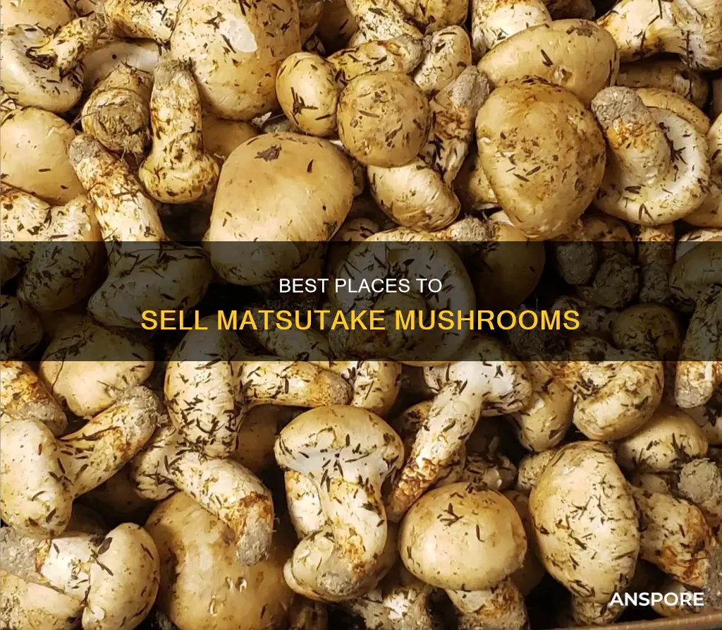 where to sell matsutake mushroom