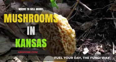 Top Spots to Sell Morel Mushrooms in Kansas: A Guide