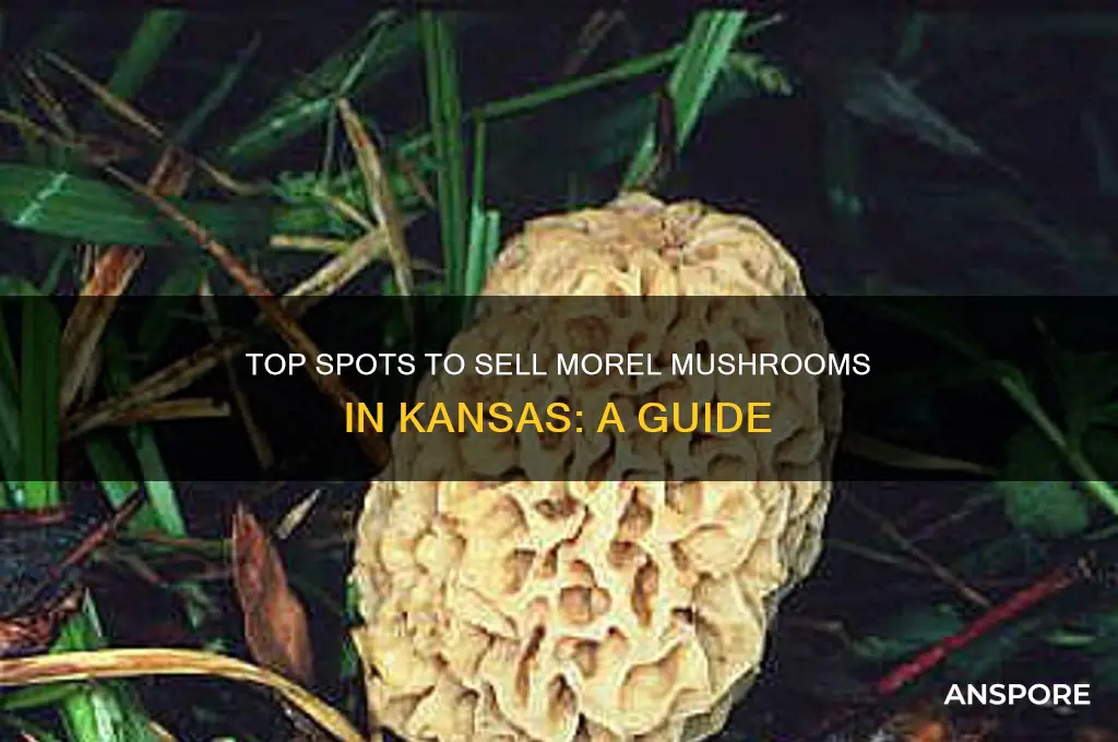 where to sell morel mushrooms in kansas