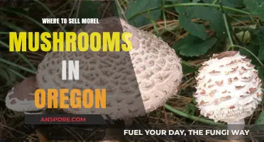 Top Spots to Sell Morel Mushrooms in Oregon: A Guide