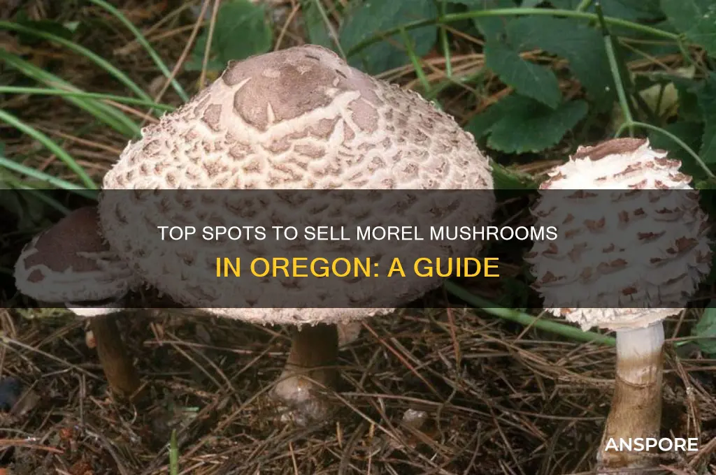 where to sell morel mushrooms in oregon