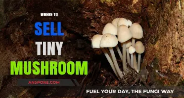 Best Platforms to Sell Tiny Mushrooms