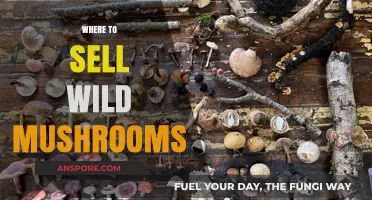 Best Places to Sell Wild Mushrooms