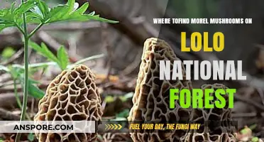 Discovering Morel Mushrooms in Lolo National Forest: Top Hunting Spots