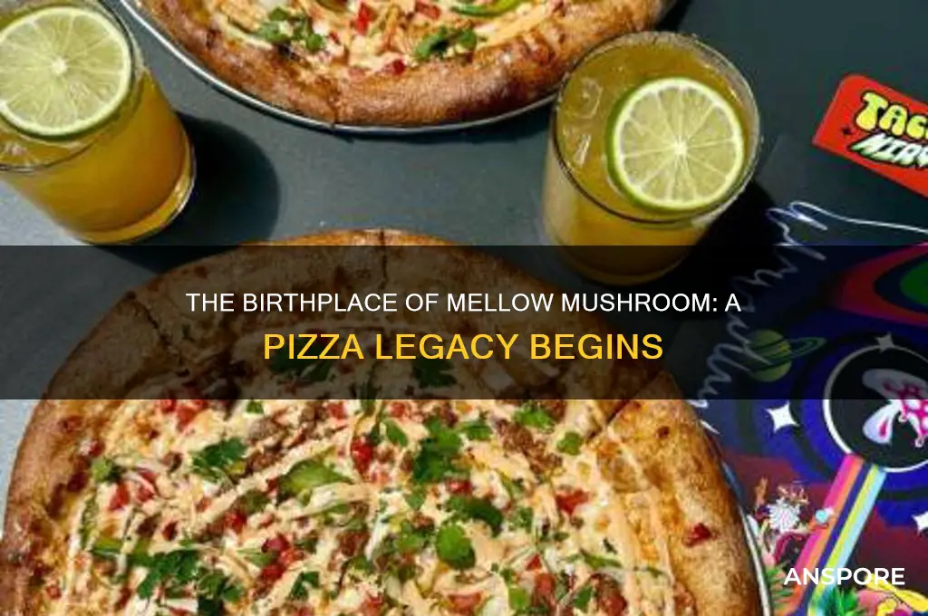 where was the first mellow mushroom restaurant