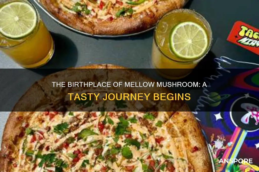 where was the first mellow mushroom