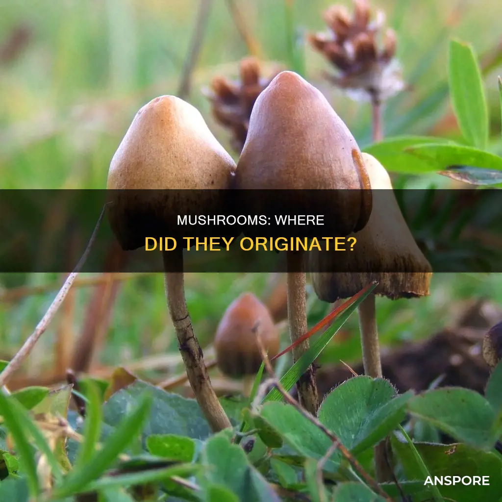 where were mushrooms first found