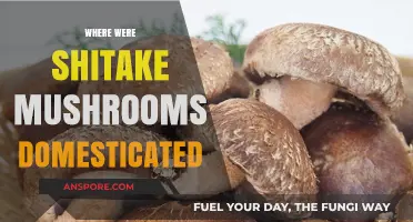 The Ancient Origins of Shiitake Mushrooms