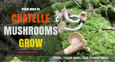 Discovering Chanterelle Mushrooms: Optimal Growing Locations and Seasons Explained
