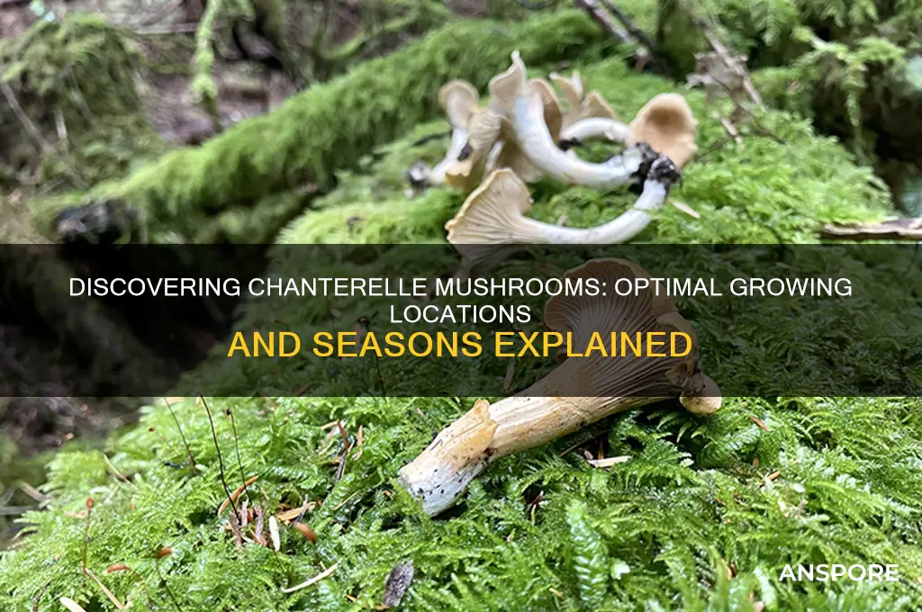where when do chatelle mushrooms grow