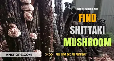 Discovering Shiitake Mushrooms: Natural Habitats and Cultivation Locations Explored