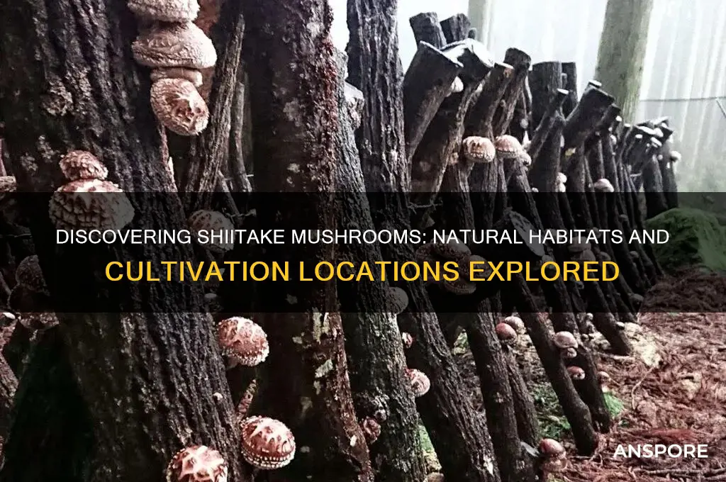 where would you find shittaki mushrooms