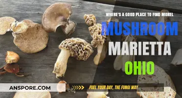 Discovering Morel Mushrooms in Marietta, Ohio: Top Spots to Hunt