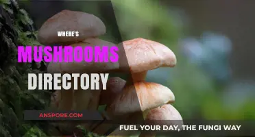 Mushroom Hunting: A Directory to Foraging