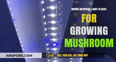 Best Artificial Lighting Options for Optimal Mushroom Cultivation at Home