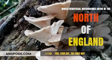 Discovering the North of England's Beneficial Mushroom Varieties
