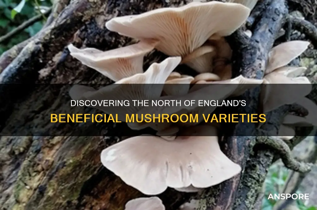 which beneficial mushrooms grow in the north of england