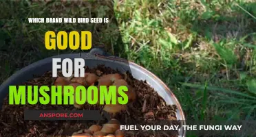 Best Wild Bird Seed Brands for Mushroom Cultivation: A Guide
