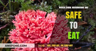 Safe Coral Mushrooms: A Guide to Edible Varieties and Identification