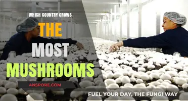 Global Mushroom Production: Which Country Cultivates the Most Fungi?