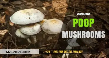 The Magic of Cows and Mushrooms