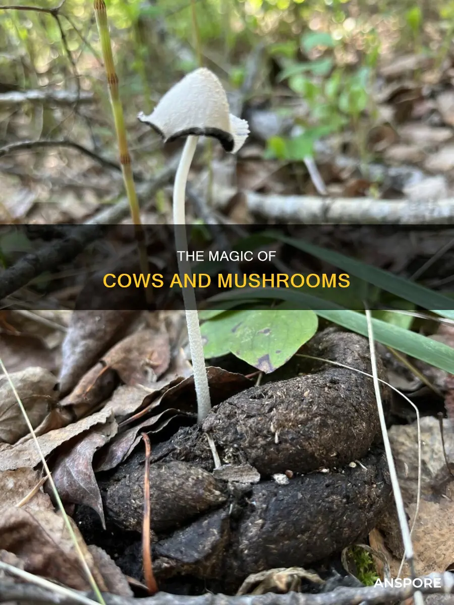 which cows poop mushrooms