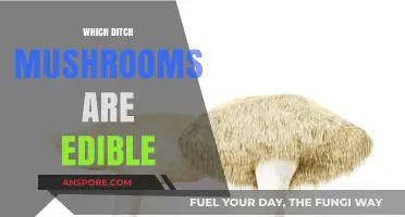 Identifying Edible Ditch Mushrooms: A Safe Foraging Guide for Beginners