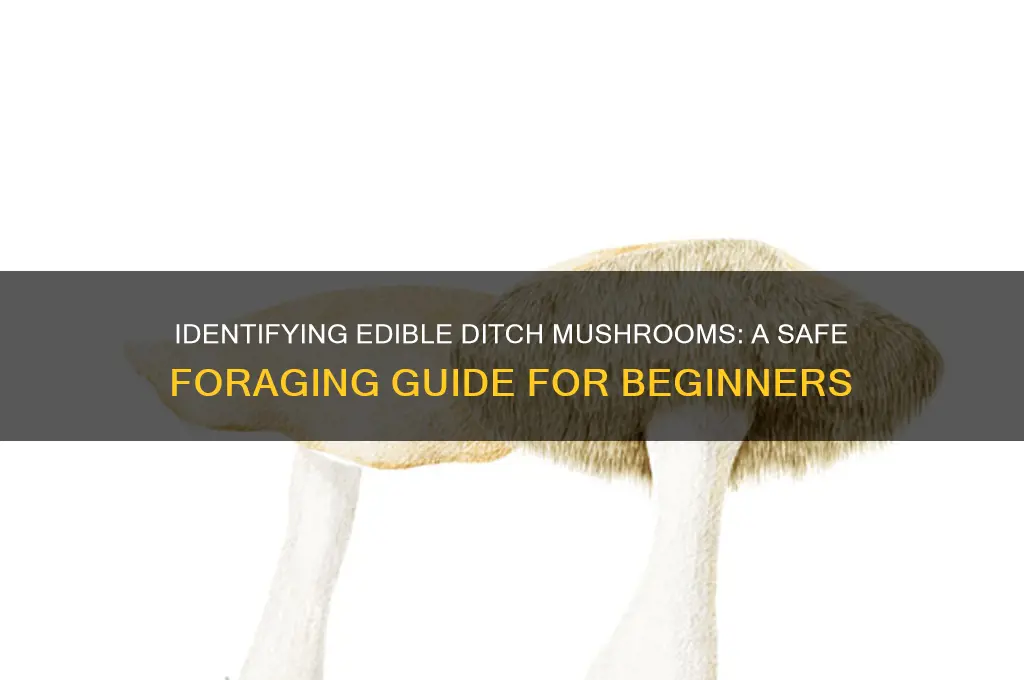 which ditch mushrooms are edible
