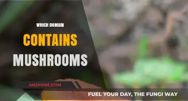 The Kingdom of Fungi: Exploring Mushroom Diversity