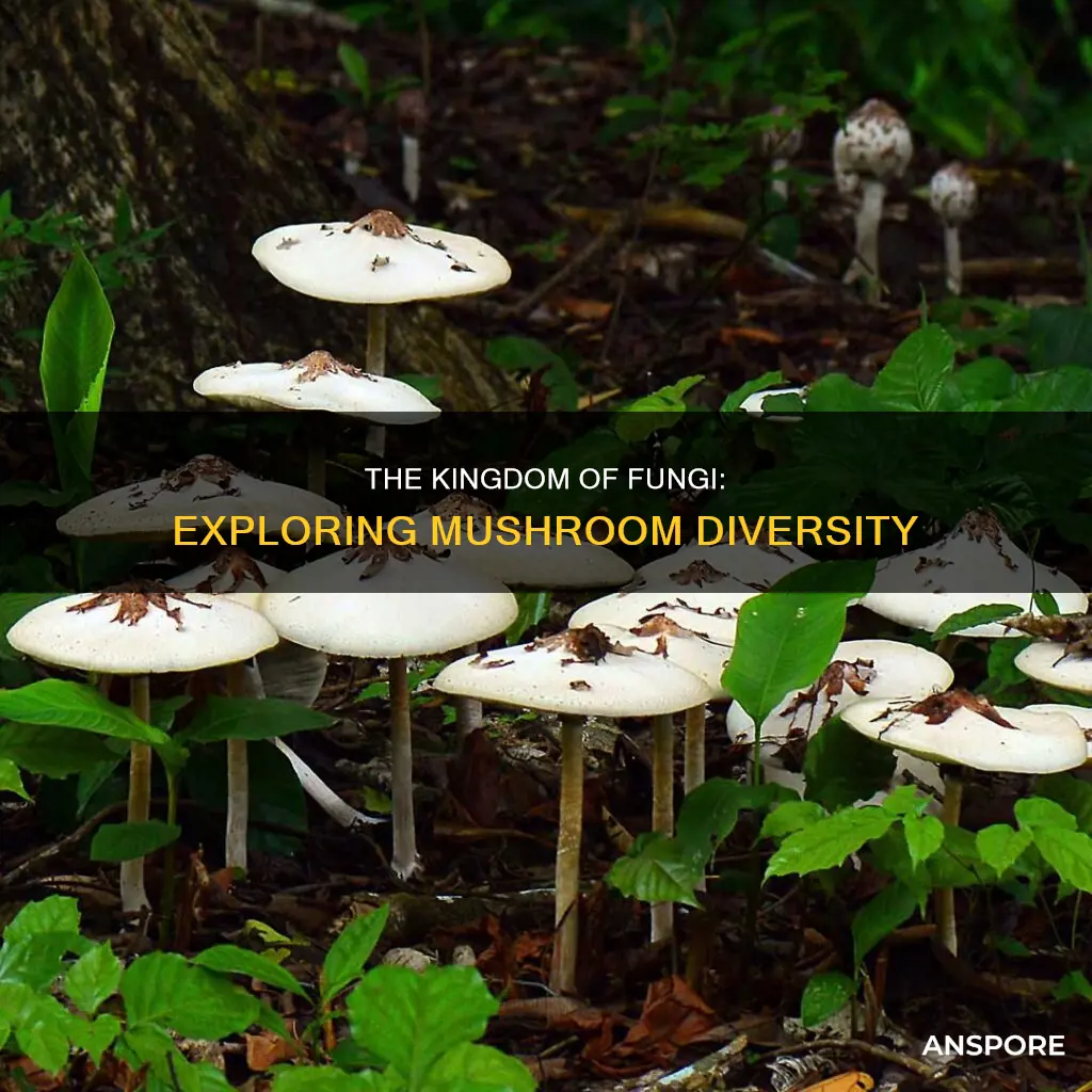 which domain contains mushrooms