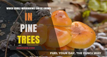 Growing Edible Mushrooms in Pine Trees: Best Varieties to Cultivate