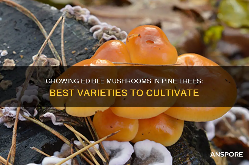 which edible mushrooms can be grown in pine trees