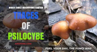 Edible Mushrooms with Psilocybe Traces: Unveiling Hidden Psychedelic Potential