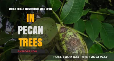 Discover Edible Mushrooms Thriving in Pecan Trees: A Forager's Guide