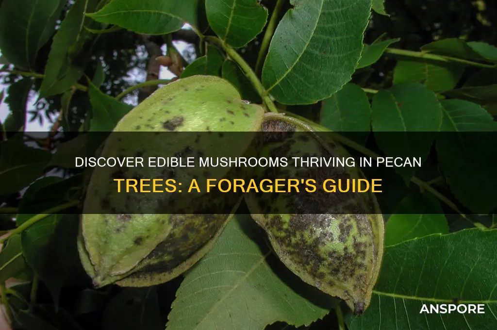which edible mushrooms will grow in pecan trees