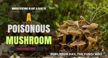 Unveiling the Myth: Mushroom Traits That Don’t Signal Poison