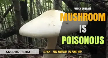 Identifying Deadly Gongaga Mushrooms: A Guide to Poisonous Varieties