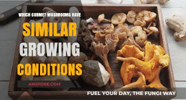 Cultivating Gourmet Mushrooms: Similar Growing Conditions for Top Varieties
