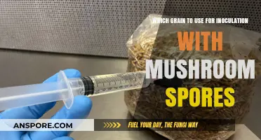 Best Grains for Mushroom Inoculation: A Comprehensive Guide