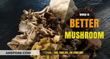Mushroom Mystery: Which Edible Fungi is Superior?