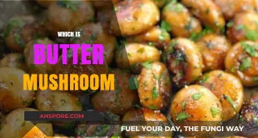Butter Mushroom: A Culinary Delight