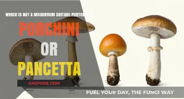 Pancetta Isn't a Mushroom: Clarifying Shitake, Portobello, and Porcini