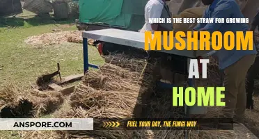 Top Straw Choices for Successful Home Mushroom Cultivation