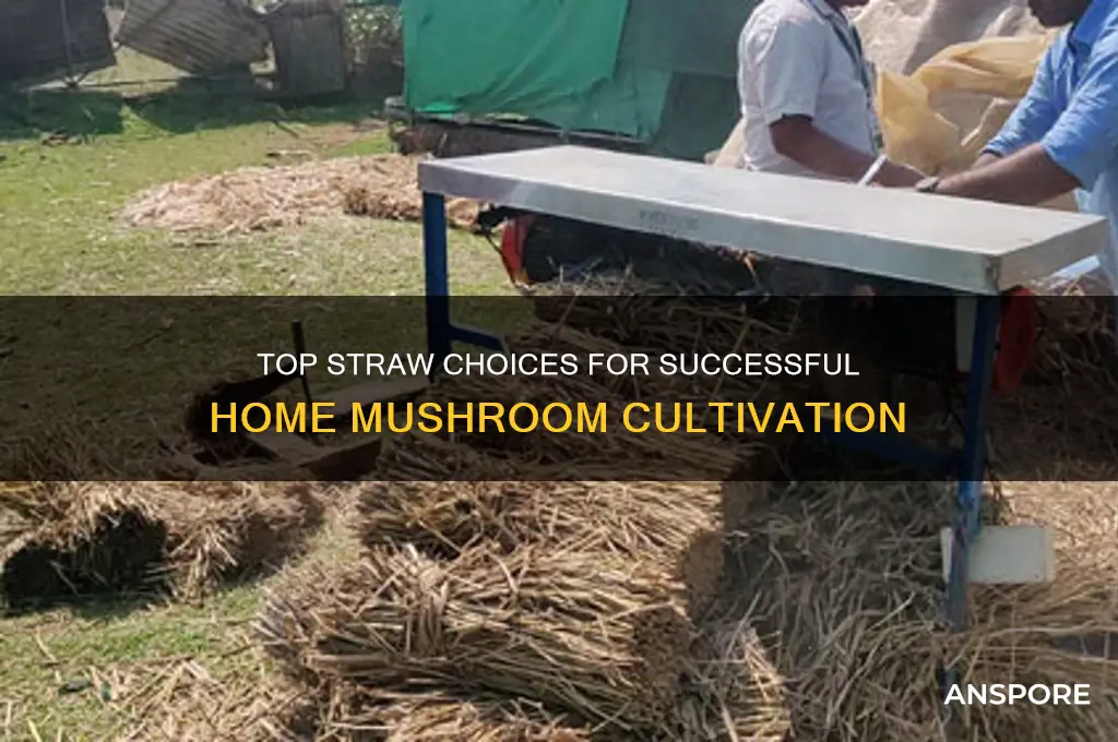 which is the best straw for growing mushrooms at home