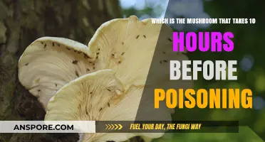 Deadly Delayed Reaction: The Mushroom with a 10-Hour Poisoning Timeline