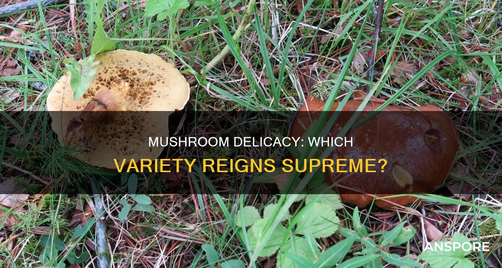 which is the tastiest mushroom