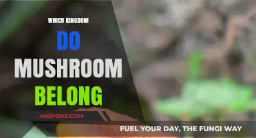 Mushrooms: The Kingdom's Oddities