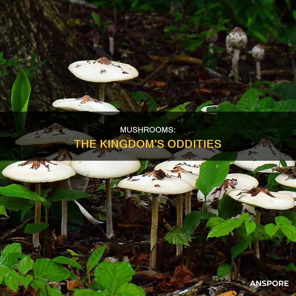 which kingdom do mushroom belong