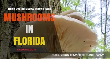 Growing Oyster Mushrooms in Florida: Best Live Trees for Cultivation