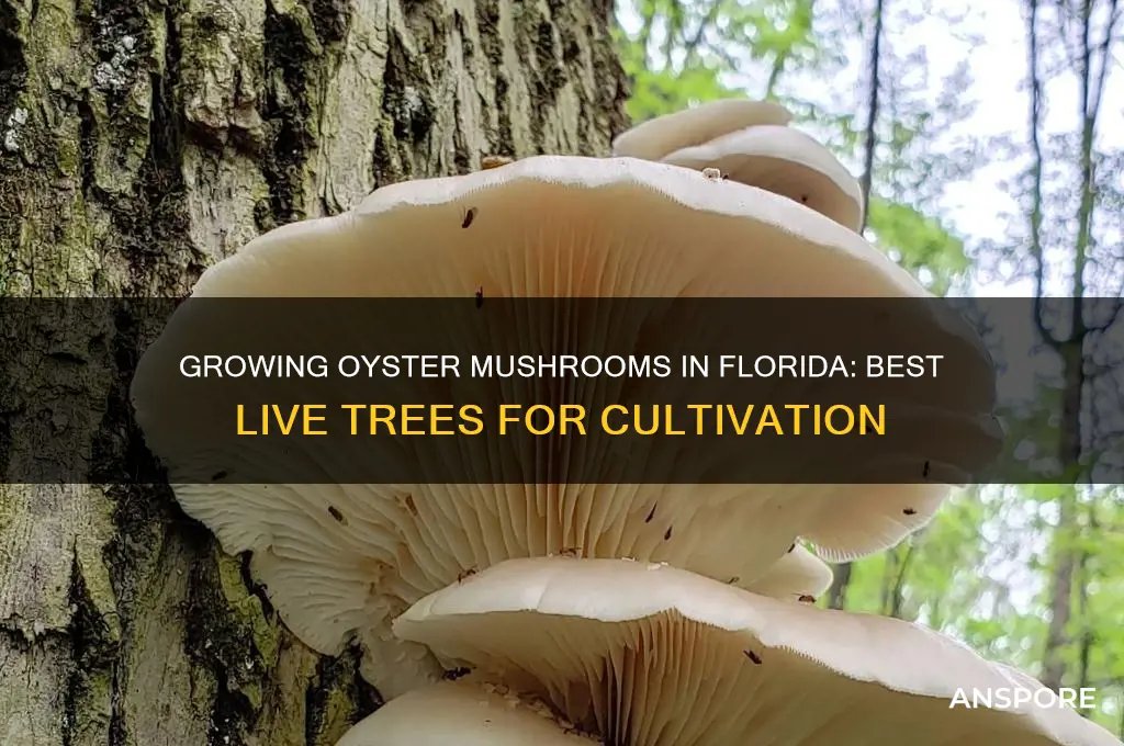 which live trees could i grow oyster mushrooms in florida